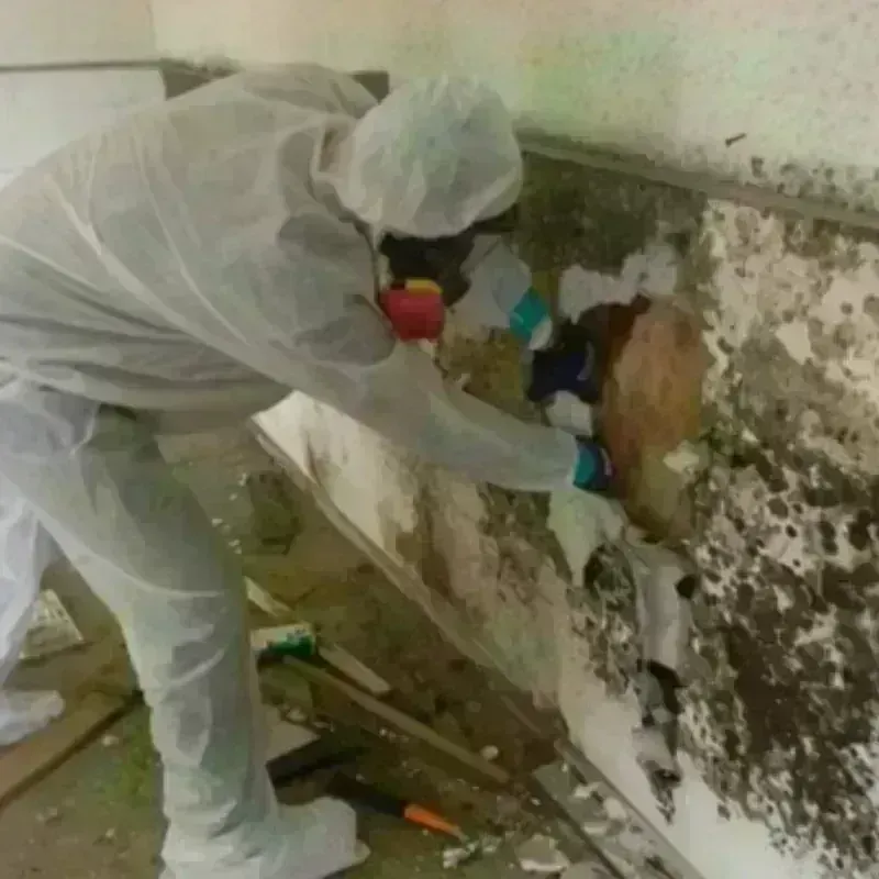 Mold Remediation and Removal in Eudora, AR